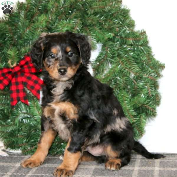 Trevor, Bernedoodle Puppy