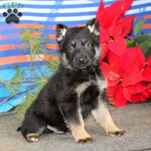 Trevor, German Shepherd Puppy