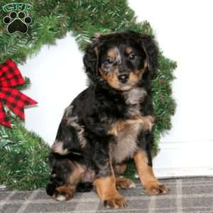Trevor, Bernedoodle Puppy