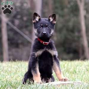 Trevor, German Shepherd Puppy