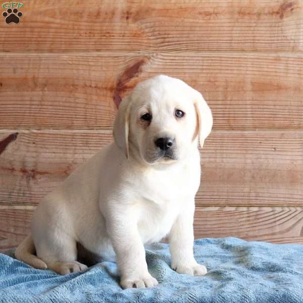 Trigger, Yellow Labrador Retriever Puppy