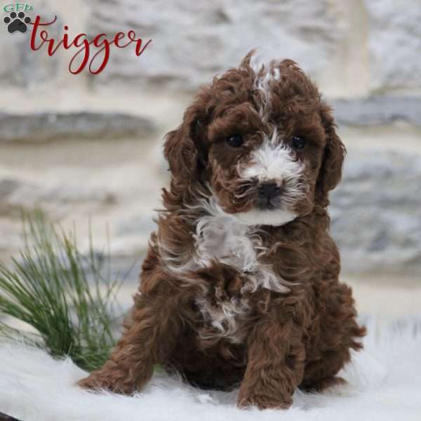 Trigger, Toy Poodle Puppy