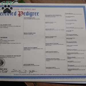 Silas, Rottweiler Puppy