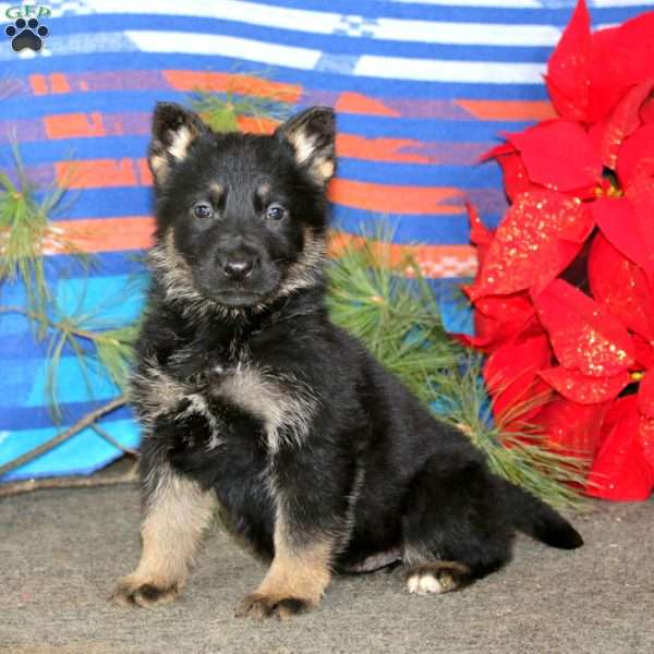 Trish, German Shepherd Puppy