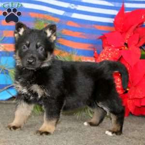 Trish, German Shepherd Puppy