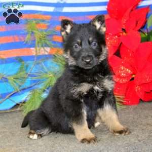 Trish, German Shepherd Puppy