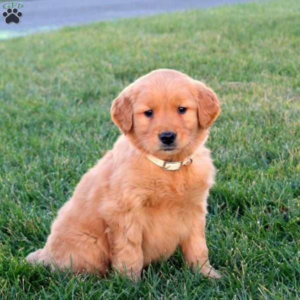 Triton, Golden Retriever Puppy