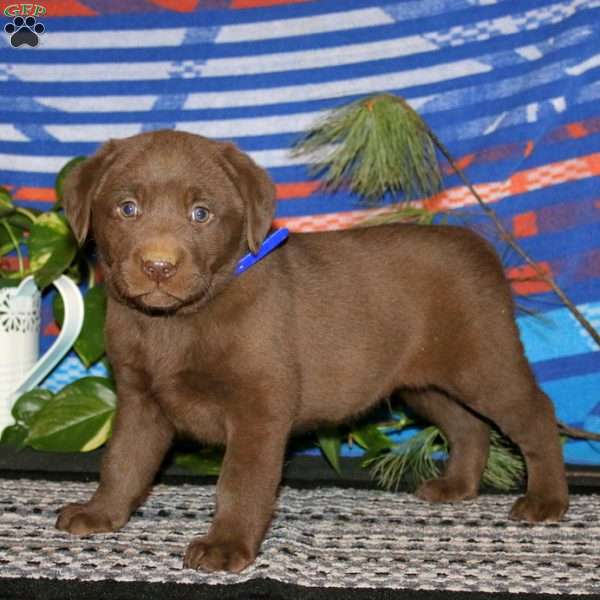 Trooper, Chocolate Labrador Retriever Puppy