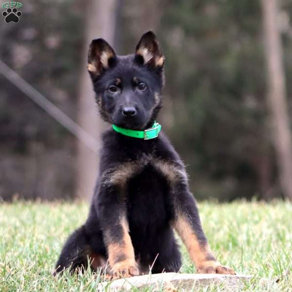 Trooper, German Shepherd Puppy