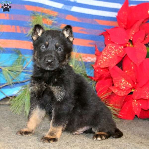 Trooper, German Shepherd Puppy