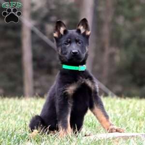 Trooper, German Shepherd Puppy