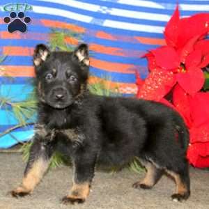 Trooper, German Shepherd Puppy