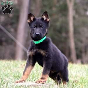 Trooper, German Shepherd Puppy