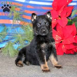 Trooper, German Shepherd Puppy