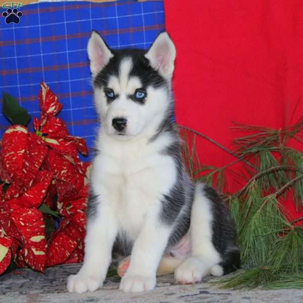 Troy, Siberian Husky Puppy