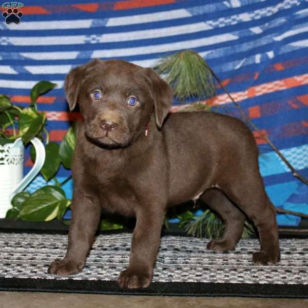 Troy, Chocolate Labrador Retriever Puppy