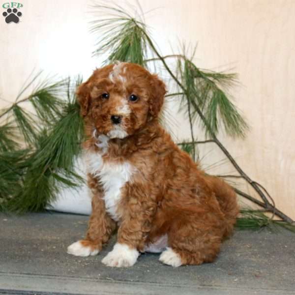 Troy, Mini Labradoodle Puppy