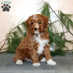 Troy, Mini Labradoodle Puppy