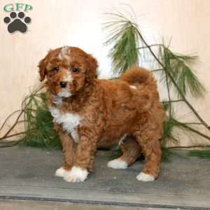 Troy, Mini Labradoodle Puppy