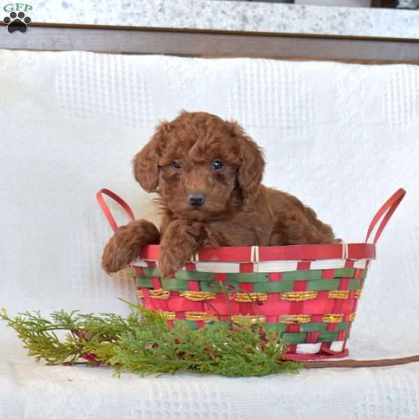 Truffles, Toy Poodle Puppy