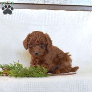 Truffles, Toy Poodle Puppy