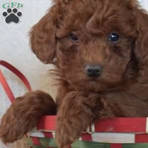 Truffles, Toy Poodle Puppy