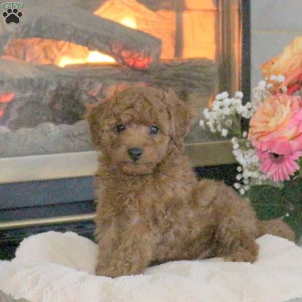 Truman, Cavapoo Puppy
