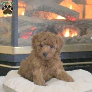Truman, Cavapoo Puppy