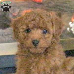 Truman, Cavapoo Puppy