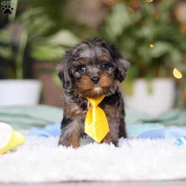 Tucker, Cavapoo Puppy