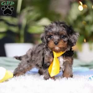 Tucker, Cavapoo Puppy