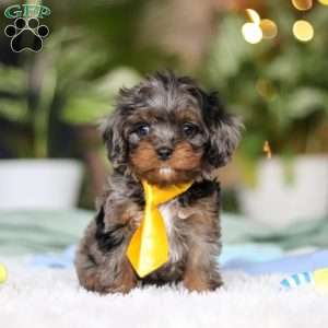 Tucker, Cavapoo Puppy