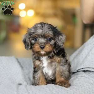 Tucker, Cavapoo Puppy