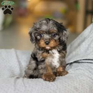 Tucker, Cavapoo Puppy