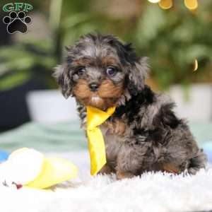Tucker, Cavapoo Puppy