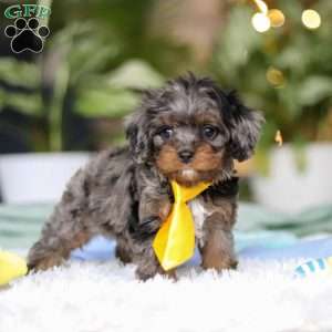Tucker, Cavapoo Puppy
