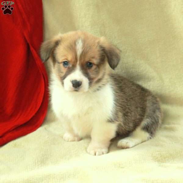 Tucker, Pembroke Welsh Corgi Puppy