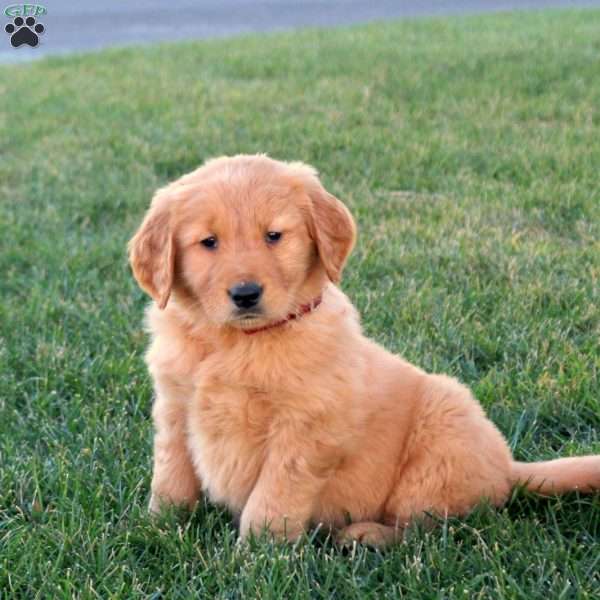 Tucker, Golden Retriever Puppy