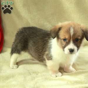 Tucker, Pembroke Welsh Corgi Puppy
