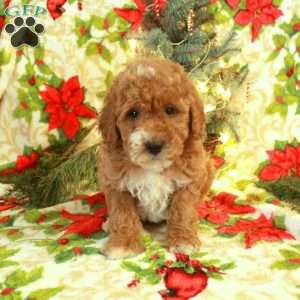 Tucker, Miniature Poodle Puppy