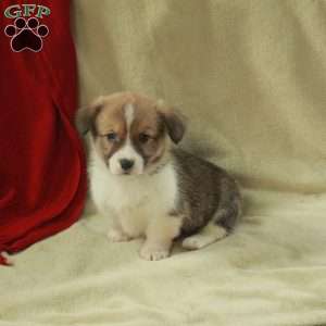 Tucker, Pembroke Welsh Corgi Puppy
