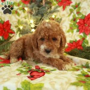 Tucker, Miniature Poodle Puppy