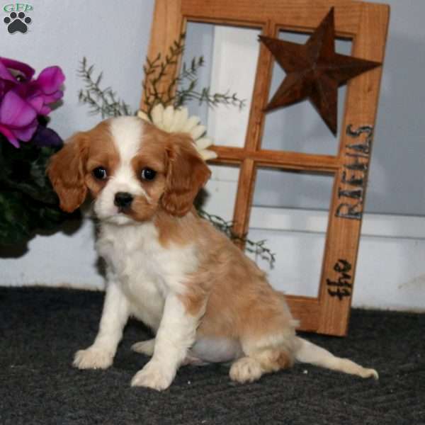 Tucker, Cavalier King Charles Spaniel Puppy