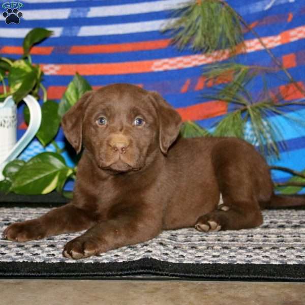 Tucker, Chocolate Labrador Retriever Puppy