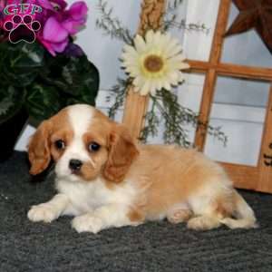 Tucker, Cavalier King Charles Spaniel Puppy