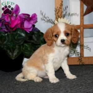 Tucker, Cavalier King Charles Spaniel Puppy