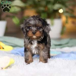 Tucker, Cavapoo Puppy
