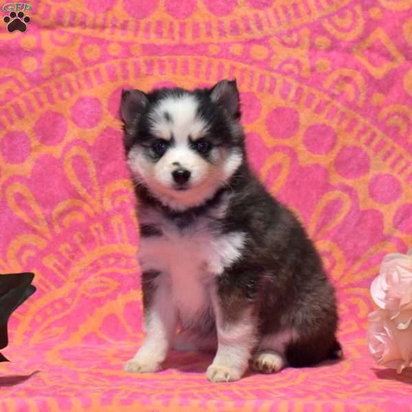 Tulip, Pomsky Puppy