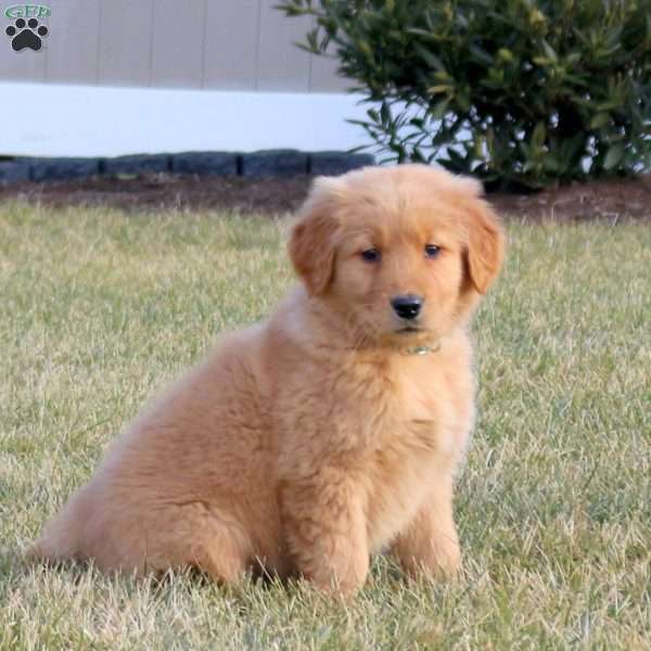 Tulip, Golden Retriever Puppy