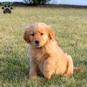 Tulip, Golden Retriever Puppy